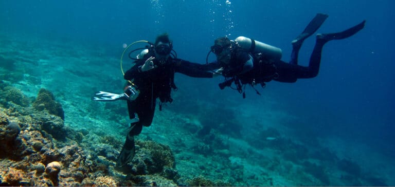 Gambar unggulan untuk:Diving Excursions with Ocean Dreams Pemuteran