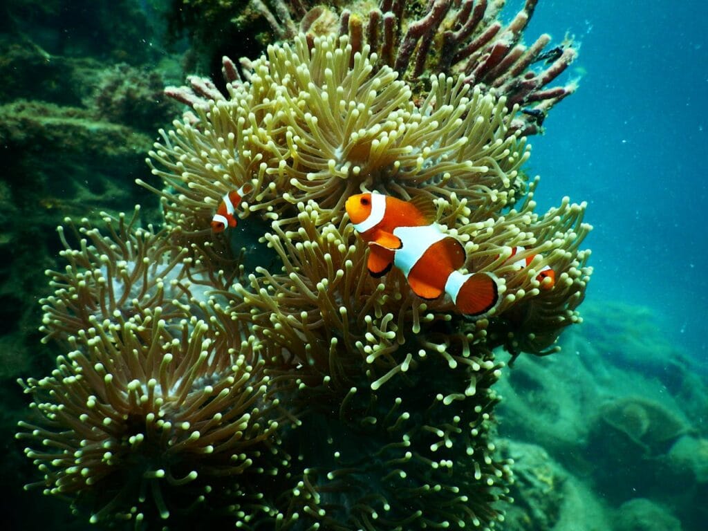 Clownfish near Coral Reef